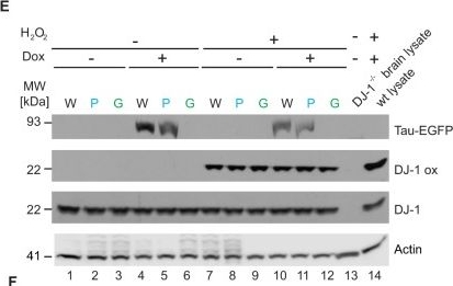Anti-PARK7/DJ1 antibody [MJF-R16 (66-5)] - Oxidized (ab169520) | Abcam