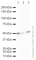 Western blot - Anti-Parkin antibody [PRK8] (AB77924)