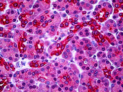 Immunohistochemistry (Formalin/PFA-fixed paraffin-embedded sections) - Anti-PARL antibody (AB118554)