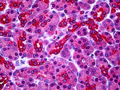 Immunohistochemistry (Formalin/PFA-fixed paraffin-embedded sections) - Anti-PARL antibody (AB118554)