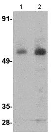 Western blot - Anti-PARL antibody (AB118554)