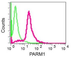 Flow Cytometry (Intracellular) - Anti-PARM-1 antibody [EPR10009] - BSA and Azide free (AB249463), expandable thumbnail
