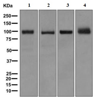 Western blot - Anti-PARM-1 antibody [EPR10009] - BSA and Azide free (AB249463), expandable thumbnail