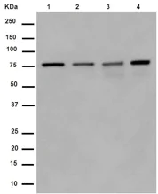 Western blot - Anti-PARN antibody [EPR11670(2)] (AB188333)