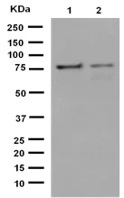 Western blot - Anti-PARN antibody [EPR11670(2)] - BSA and Azide free (AB250959)