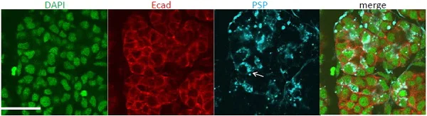 Immunocytochemistry/ Immunofluorescence - Anti-Parotid secretory protein antibody (AB121028)