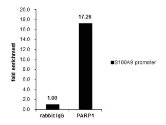 ChIP - Anti-PARP1 antibody (AB137653)