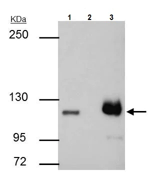 Immunoprecipitation - Anti-PARP1 antibody (AB227244)