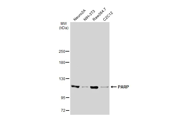 Western blot - Anti-PARP1 antibody (AB227244)