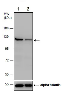 Western blot - Anti-PARP1 antibody (AB227244)