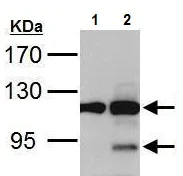 Western blot - Anti-PARP1 antibody (AB227244)