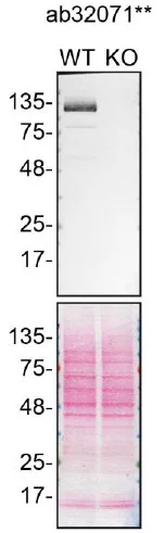 Western blot - Anti-PARP1 antibody [E78] (AB32071)