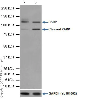Western blot - Anti-PARP1 antibody [EPR18461] (AB191217)