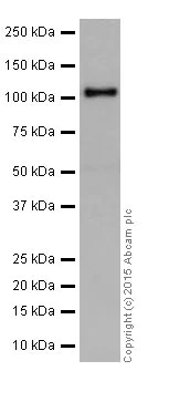Western blot - Anti-PARP1 antibody [EPR18461] (AB191217)