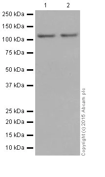Western blot - Anti-PARP1 antibody [EPR18461] (AB191217)