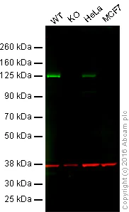 Western blot - Anti-PARP1 antibody [EPR18461] (AB191217)