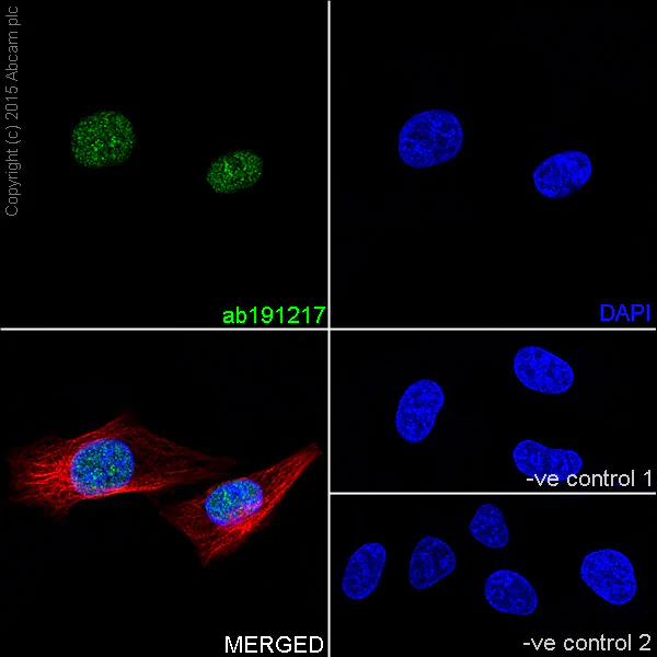 Immunocytochemistry/ Immunofluorescence - Anti-PARP1 antibody [EPR18461] - BSA and Azide free (AB222234)