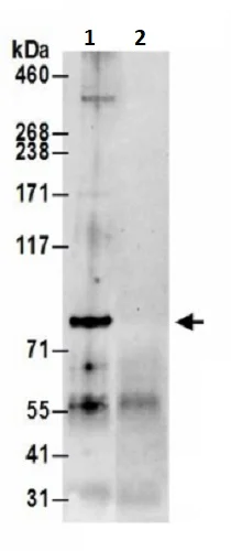 Immunoprecipitation - Anti-PARP12 antibody (AB241967)