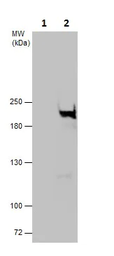 Immunoprecipitation - Anti-PARP14 antibody - C-terminal (AB229756)