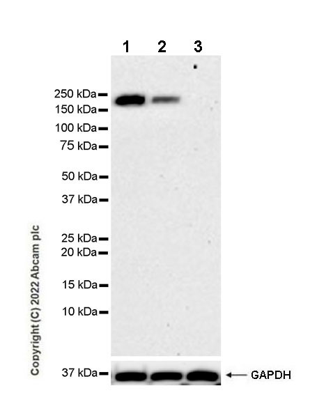 Western blot - Anti-PARP14 antibody [EPR26299-91] - BSA and Azide free (AB302711), expandable thumbnail