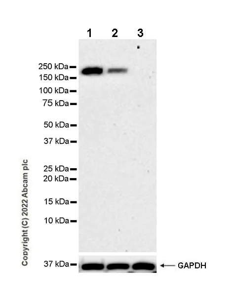 Western blot - Anti-PARP14 antibody [EPR26299-91] - BSA and Azide free (AB302711)