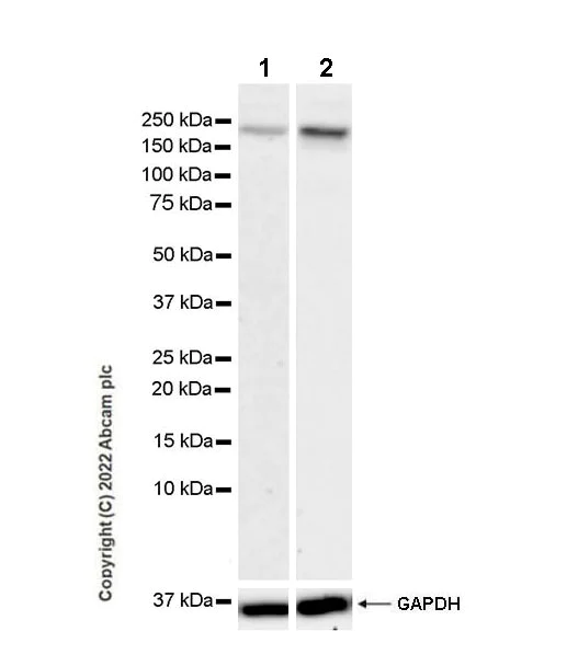 Western blot - Anti-PARP14 antibody [EPR26299-91] - BSA and Azide free (AB302711)