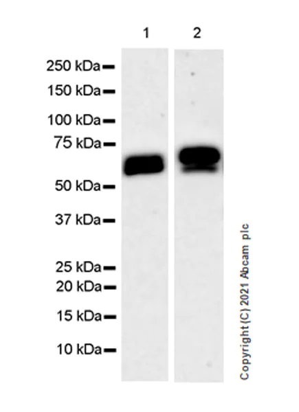 Western blot - Anti-PARP2 antibody [EPR24240-29] - BSA and Azide free (AB287161)