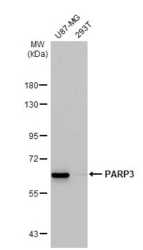 Western blot - Anti-PARP3/IRT1 antibody [HL1509] - BSA and Azide free (AB313860)