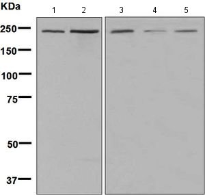 Western blot - Anti-PARP4 antibody [EPR8230] (AB133745), expandable thumbnail