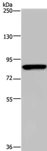 Western blot - Anti-PARP8 antibody - C-terminal (AB200395)