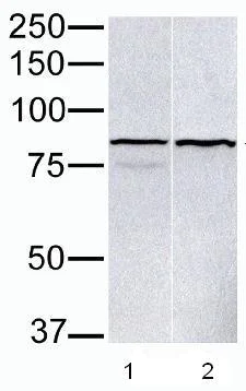 Western blot - Anti-PARP9 antibody (AB53796)