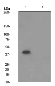 Western blot - Anti-PARVA (phospho S8) antibody [EPR2174] (AB79409)