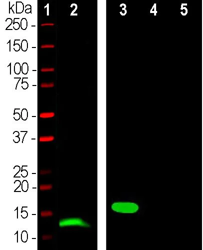 Western blot - Anti-Parvalbumin antibody [3C9] (AB277625)