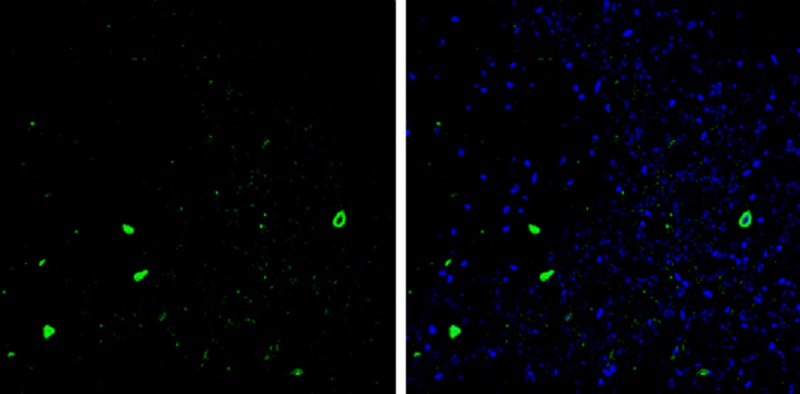 Immunohistochemistry (Frozen sections) - Anti-Parvalbumin antibody (AB256811)