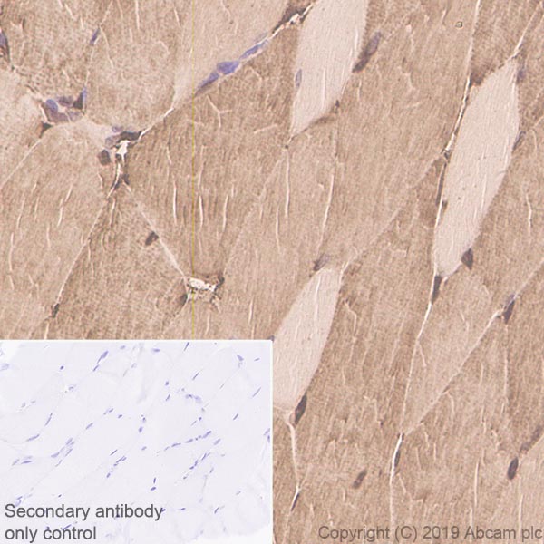 Immunohistochemistry (Formalin/PFA-fixed paraffin-embedded sections) - Anti-Parvalbumin antibody [EPR13091] (ab181086), expandable thumbnail