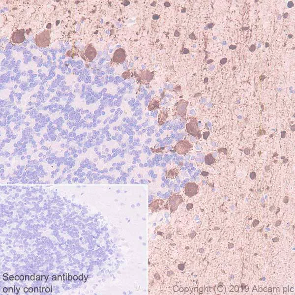 Immunohistochemistry (Formalin/PFA-fixed paraffin-embedded sections) - Anti-Parvalbumin antibody [EPR13091] (AB181086)