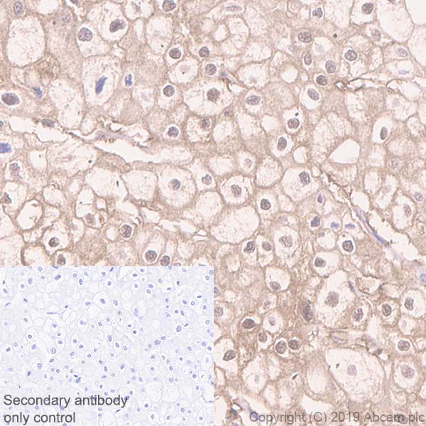 Immunohistochemistry (Formalin/PFA-fixed paraffin-embedded sections) - Anti-Parvalbumin antibody [EPR13091] (AB181086), expandable thumbnail