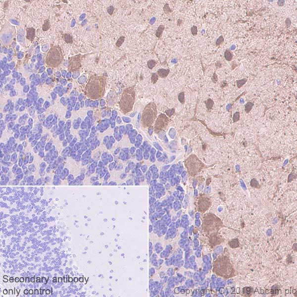 Immunohistochemistry (Formalin/PFA-fixed paraffin-embedded sections) - Anti-Parvalbumin antibody [EPR13091] (AB181086), expandable thumbnail