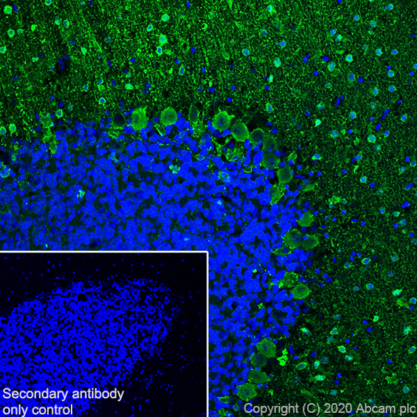 Immunohistochemistry (Frozen sections) - Anti-Parvalbumin antibody [EPR13091] (AB181086), expandable thumbnail