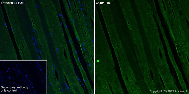 Immunohistochemistry (Frozen sections) - Anti-Parvalbumin antibody [EPR13091] (AB181086)