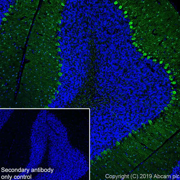 Immunohistochemistry (Frozen sections) - Anti-Parvalbumin antibody [EPR13091] (AB181086)