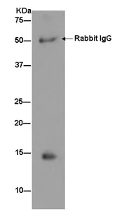 Immunoprecipitation - Anti-Parvalbumin antibody [EPR13091] (AB181086)