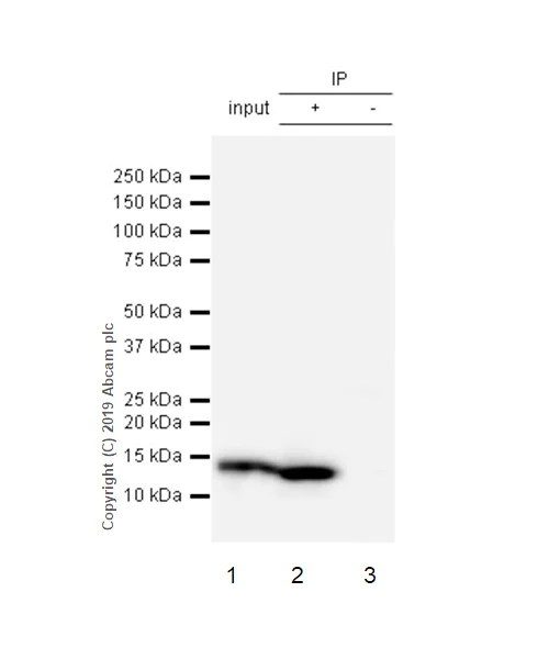 Immunoprecipitation - Anti-Parvalbumin antibody [EPR13091] (AB181086)