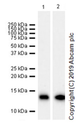 Western blot - Anti-Parvalbumin antibody [EPR13091] (ab181086), expandable thumbnail