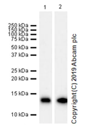 Western blot - Anti-Parvalbumin antibody [EPR13091] (AB181086)