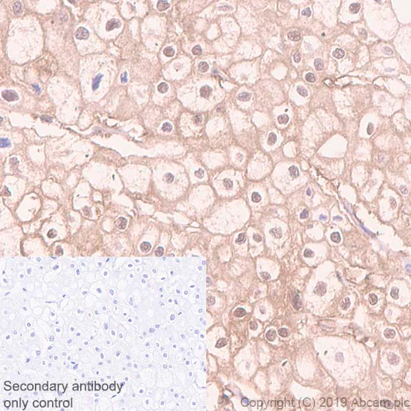 Immunohistochemistry (Formalin/PFA-fixed paraffin-embedded sections) - Anti-Parvalbumin antibody [EPR13091] - BSA and Azide free (AB243695)