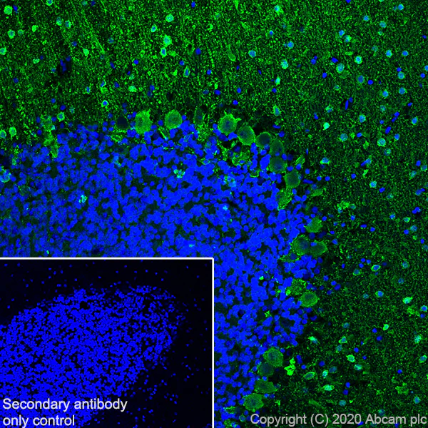 Immunohistochemistry (Frozen sections) - Anti-Parvalbumin antibody [EPR13091] - BSA and Azide free (AB243695)