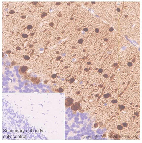 Immunohistochemistry (Formalin/PFA-fixed paraffin-embedded sections) - Anti-Parvalbumin antibody [EPR23455-24] - BSA and Azide free (Capture) (AB281158)