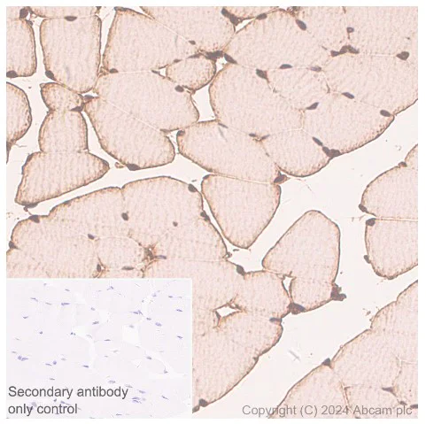 Immunohistochemistry (Formalin/PFA-fixed paraffin-embedded sections) - Anti-Parvalbumin antibody [EPR23455-24] - BSA and Azide free (Capture) (AB281158)