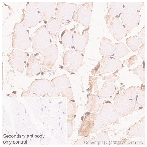 Immunohistochemistry (Formalin/PFA-fixed paraffin-embedded sections) - Anti-Parvalbumin antibody [EPR23455-24] - BSA and Azide free (Capture) (AB281158)